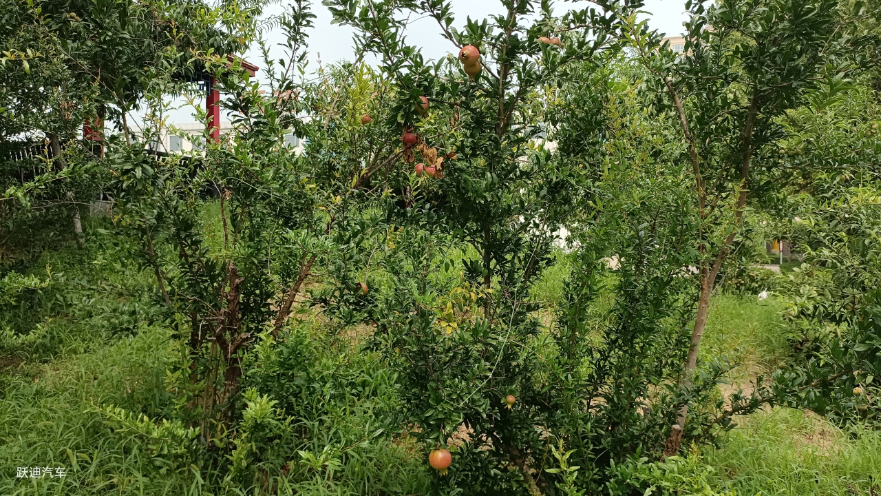 企业风采丨带您领略跃迪美景